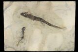 Permian Amphibians (Sclerocephalus) Plate - Pfalz, Germany #113104-1